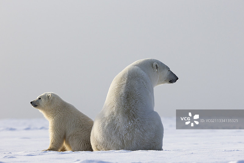 雪地里的北极熊母子 - 巴特尔岛，阿拉斯加图片素材