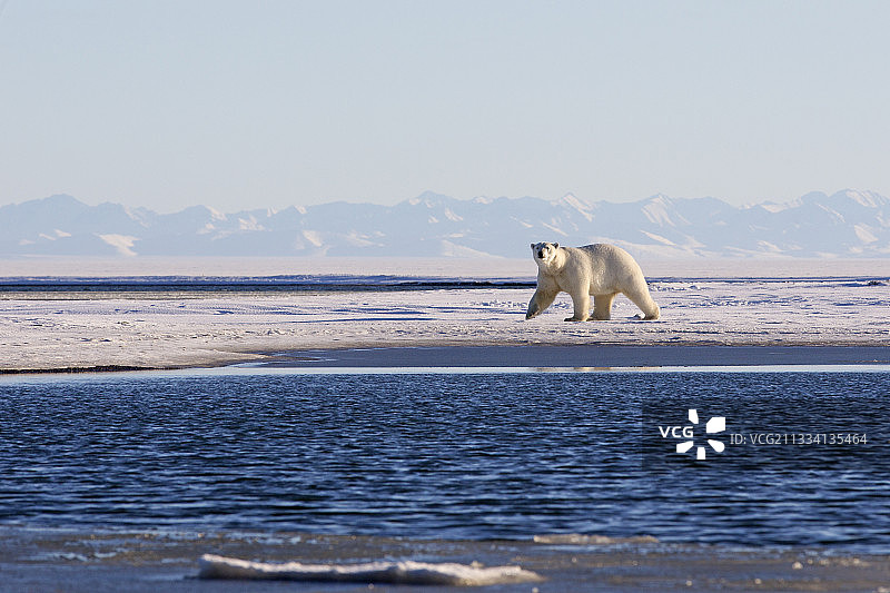 雪地上的北极熊 - 阿拉斯加巴特岛图片素材