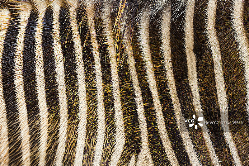细纹斑马皮毛图片素材