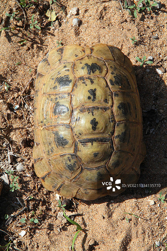 距腿陆龟，摩洛哥图片素材