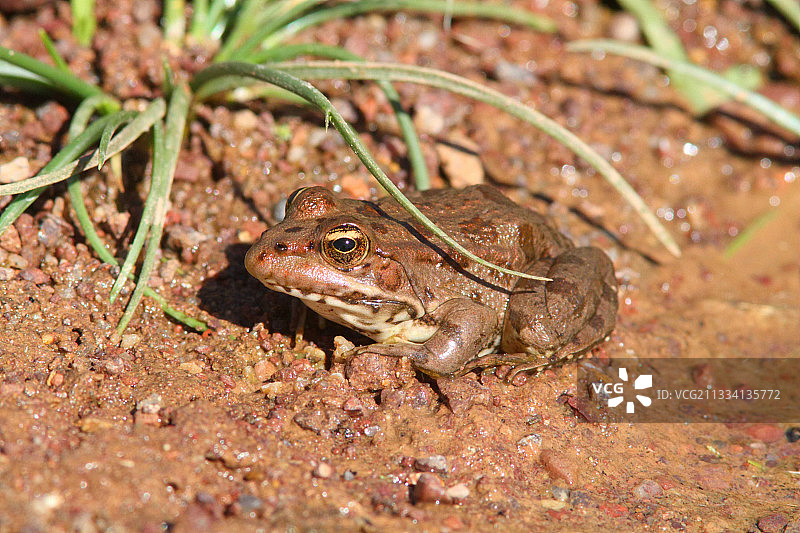 撒哈拉沙漠岸边的青蛙，摩洛哥图片素材