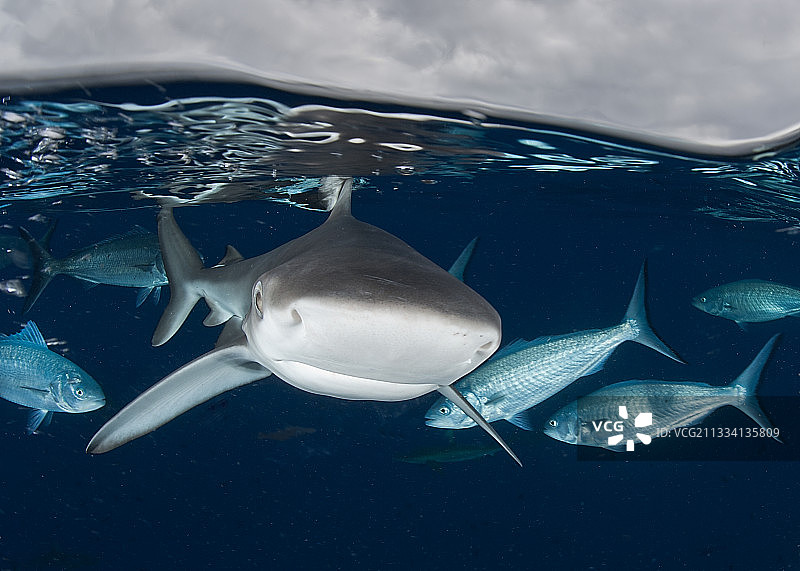 水面下的加拉帕戈斯鲨鱼 - 劳尔新西兰图片素材
