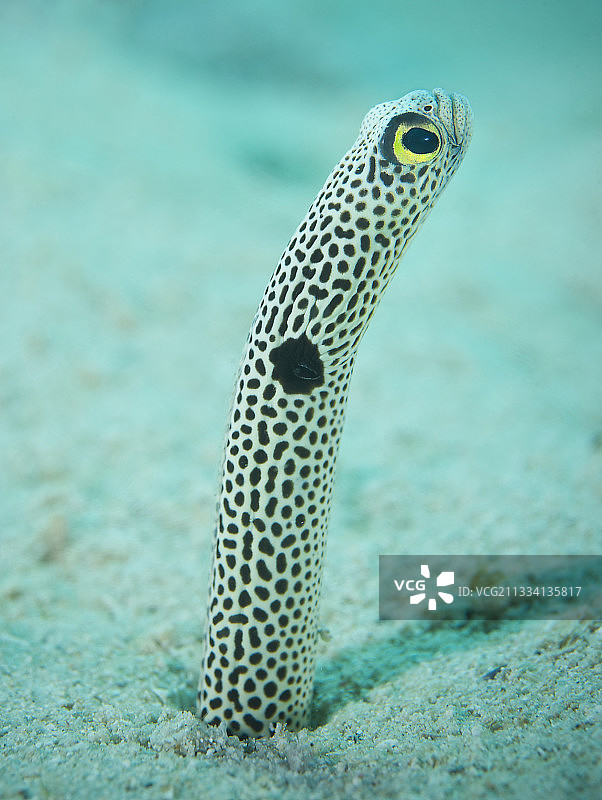 南太平洋的斑点花园鳗的肖像图片素材