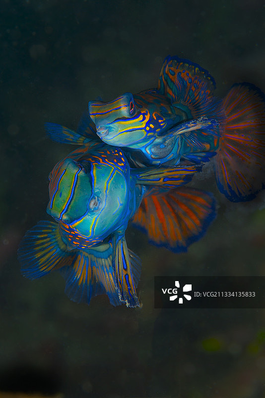 印度尼西亚蓝碧海峡的麒麟鱼交配图片素材