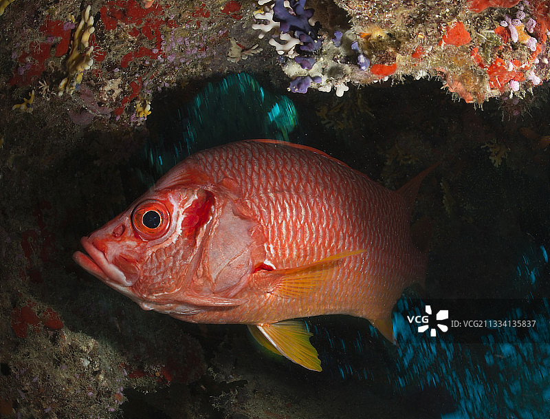 海洋洞穴中的长颌松球鱼图片素材