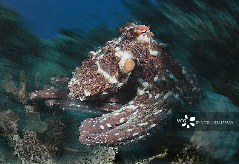 礁石上的蓝色大章鱼图片素材