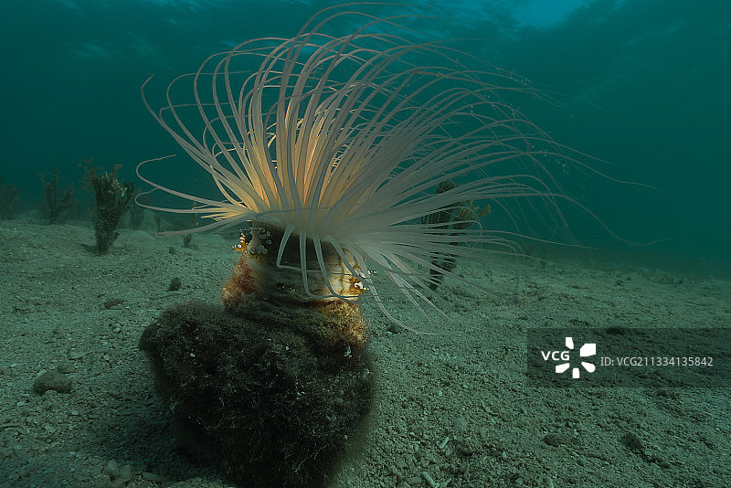 管海葵上的虾图片素材