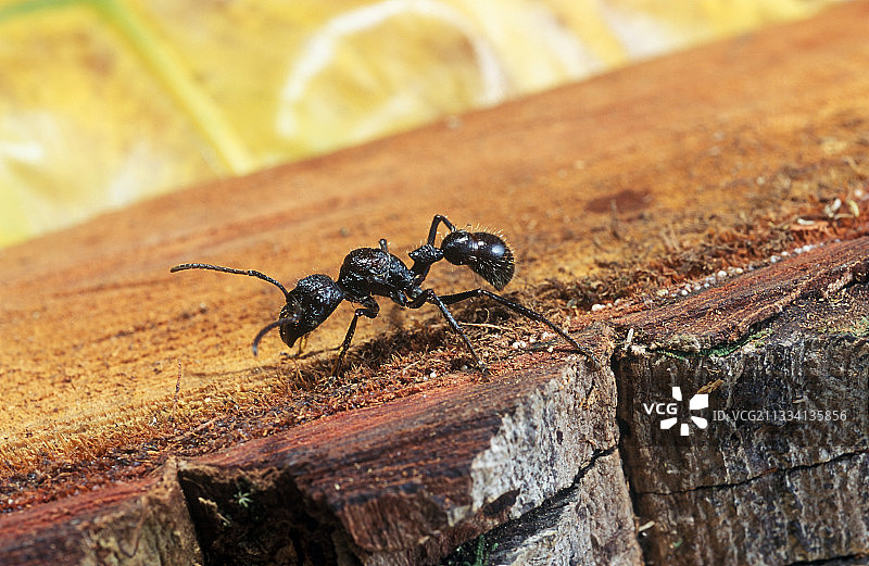 巨型恐龙蚁图片素材