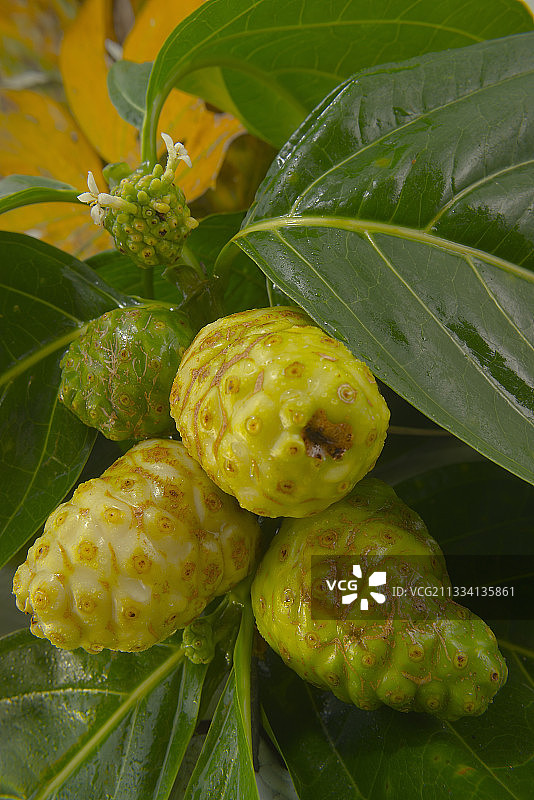 库拉果实与花叶 - 斐济图片素材