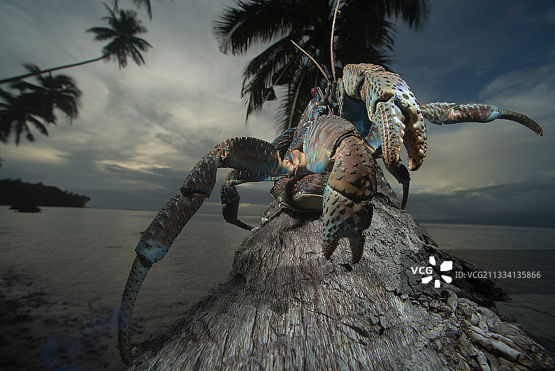 瓦努阿列雾斐济椰子树上的椰子蟹图片素材
