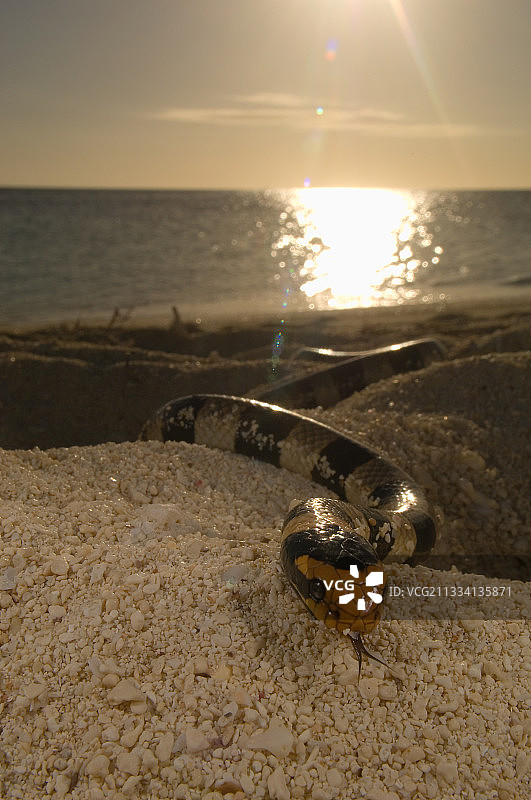 新喀里多尼亚海滩上的条纹海蛇图片素材