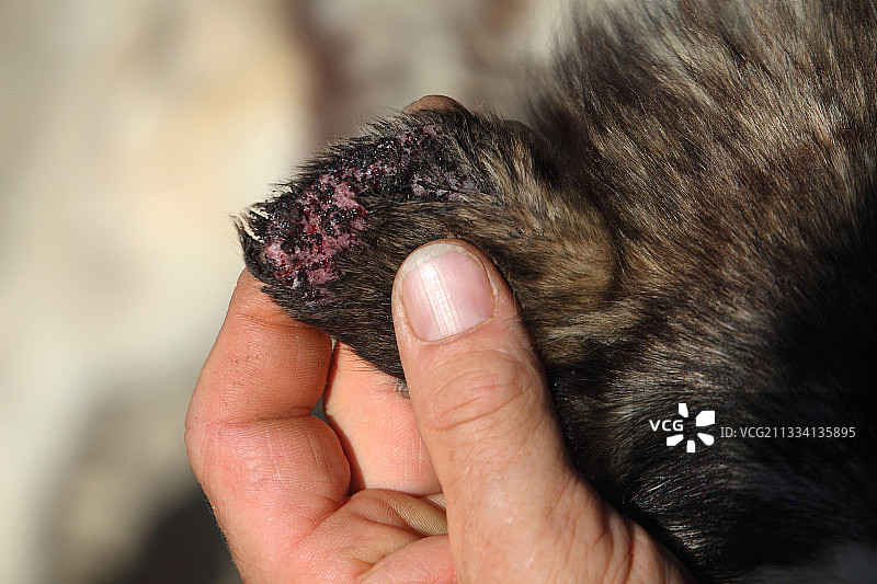 患有皮肤病的狗耳朵 - 法国图片素材