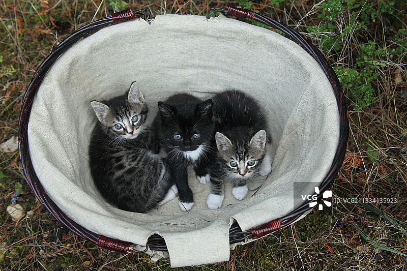 躺在篮子里的虎斑小猫 - 法国图片素材