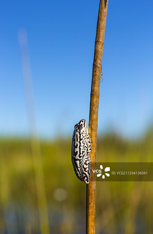 博茨瓦纳奥卡万戈三角洲的彩绘芦苇蛙图片素材