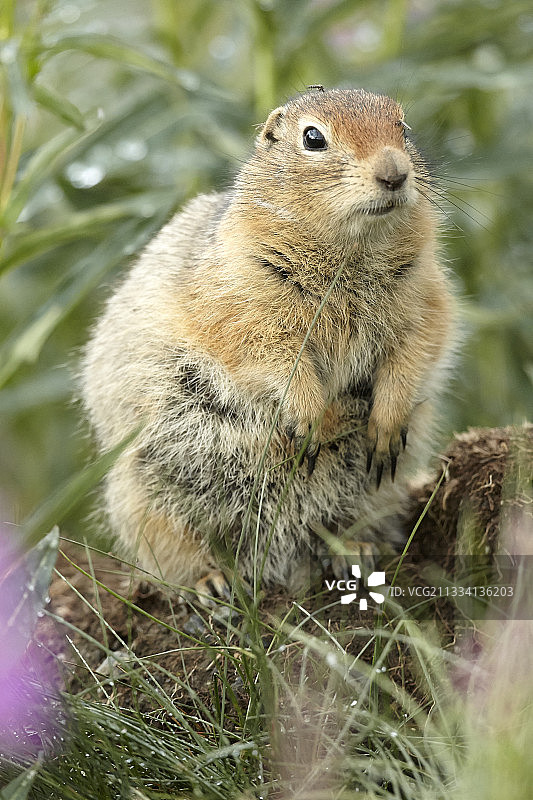 阿拉斯加德纳里国家公园的北极地松鼠图片素材