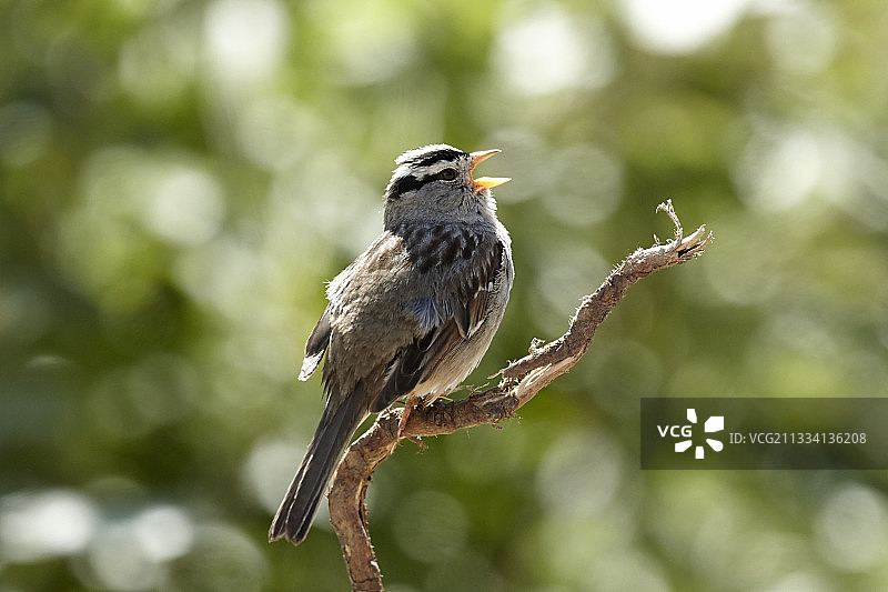 阿拉斯加州德纳里国家公园树枝上的白冠麻雀图片素材