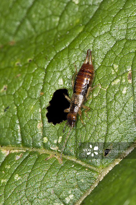 树叶上的蠼螋 - 丹麦图片素材