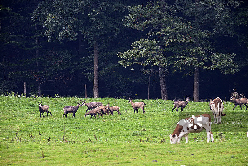 法国汝拉省上杜布地区的羚羊与奶牛图片素材