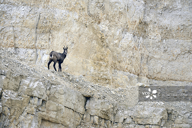 法国汝拉仍在使用的采石场中的欧洲盘羊图片素材
