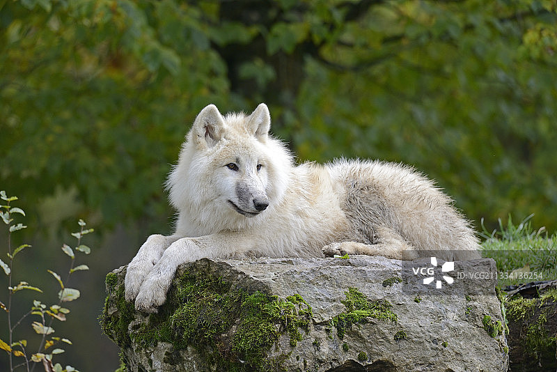 狼群中的头狼图片素材