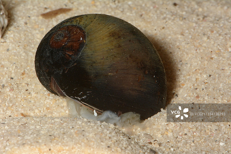 新喀里多尼亚沙滩上的实心玉螺图片素材