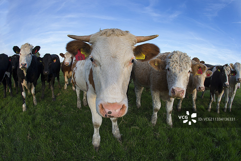 秋天草地上的奶牛 – 英国图片素材