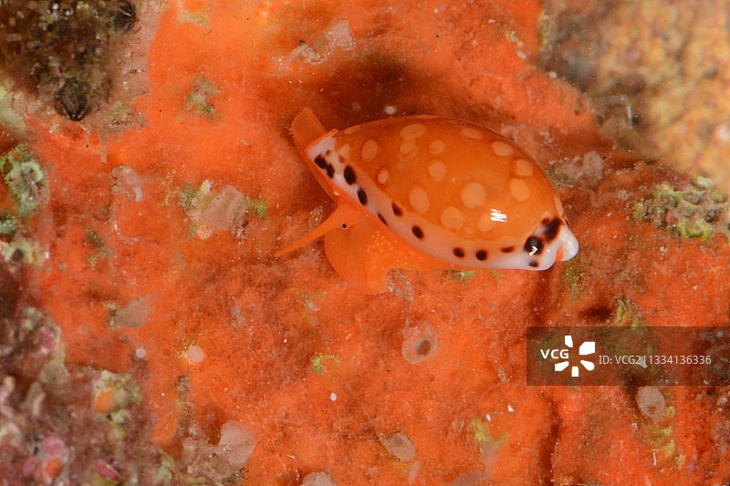 法属波利尼西亚塔希提岛礁石上的宝贝图片素材