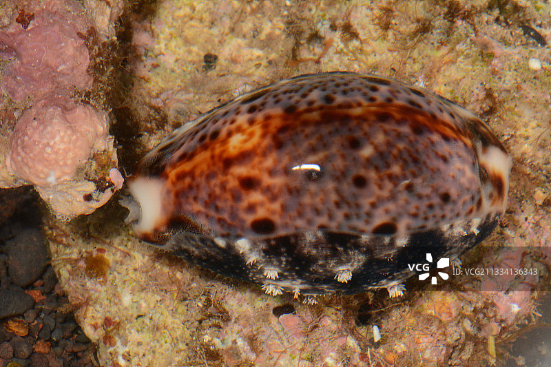 礁石上的山猫贝-法属波利尼西亚塔希提岛图片素材