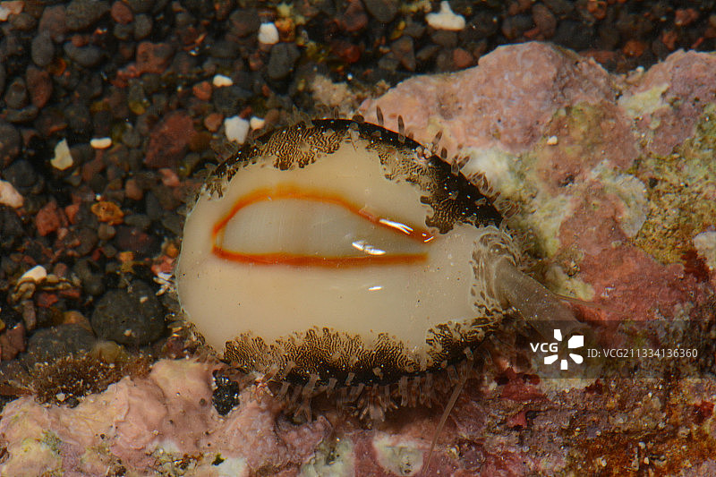 礁石上的宝螺，法属波利尼西亚塔希提岛图片素材