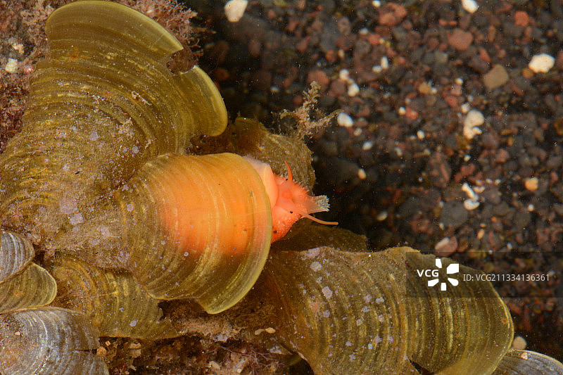 法属波利尼西亚塔希提岛沙滩上的棕色斑点宝螺图片素材