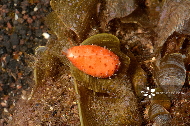 法属波利尼西亚塔希提岛海藻上的棕斑宝螺图片素材