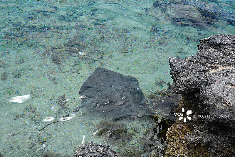 法属波利尼西亚塔希提岛的普通黄貂鱼图片素材