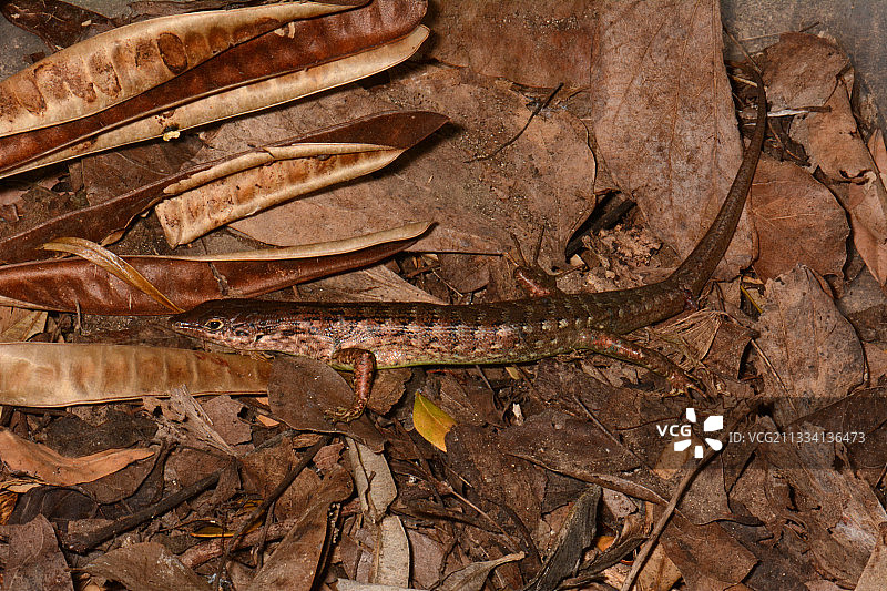 绿腹树蜥 - 法属波利尼西亚塔希提岛图片素材