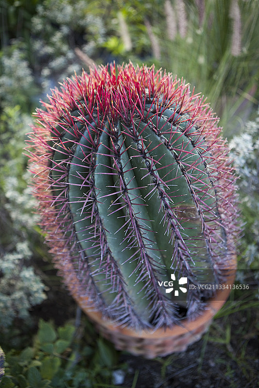 花园中的强刺仙人球盆栽 - 墨西哥瓜纳华托图片素材