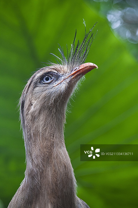 巴西巴拉那红腿叫鹤肖像图片素材