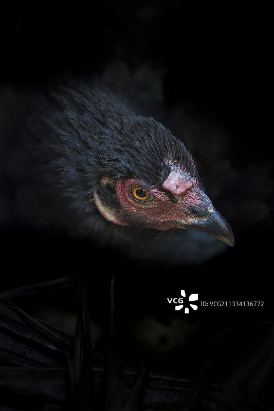 巴西阿马帕州的黑母鸡图片素材