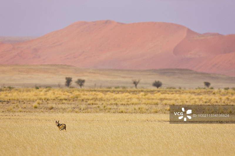 纳米比亚纳米布沙漠中的豺和沙丘图片素材