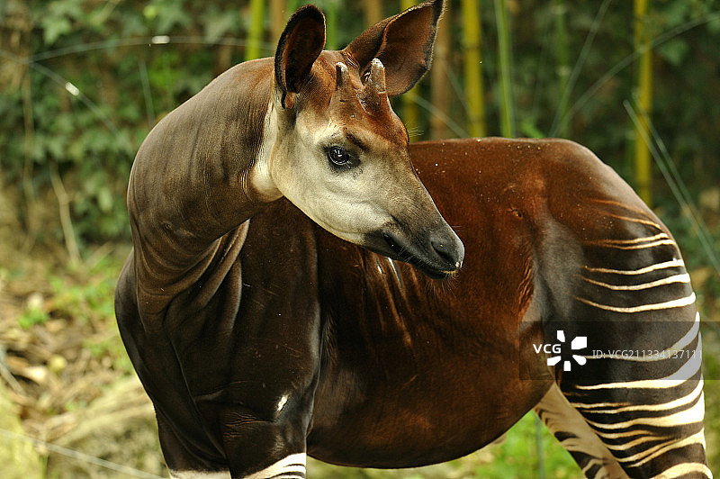 杜埃拉方丹动物园的㺢㹢狓，法国图片素材
