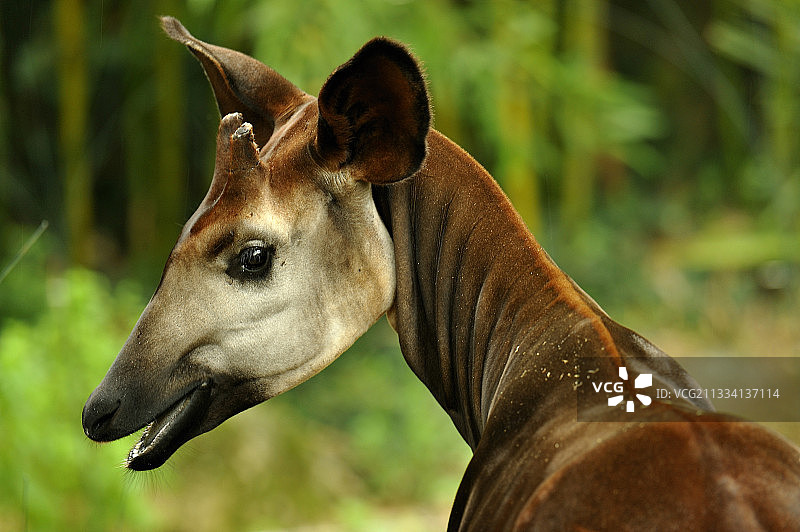 霍加狓的肖像 - 法国杜埃拉方丹动物园图片素材