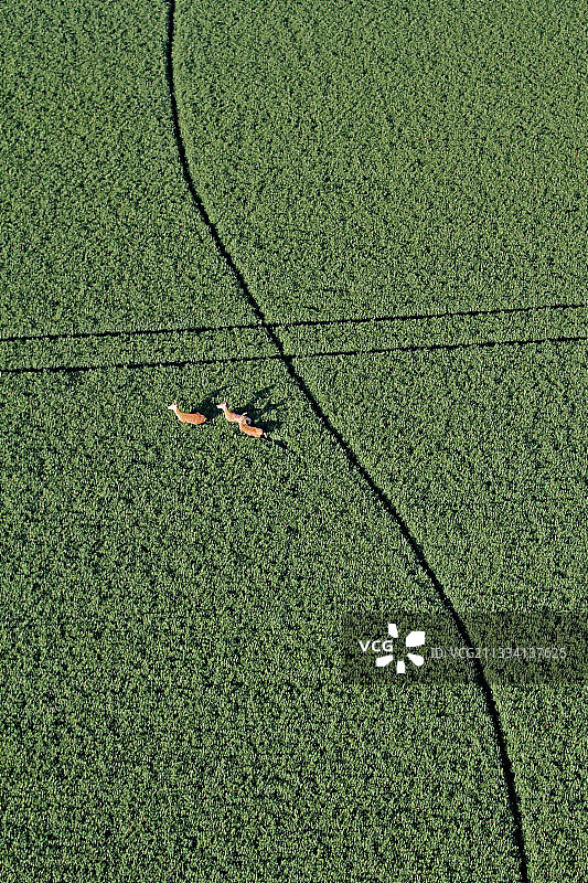 法国皮卡第麦田里的红鹿图片素材