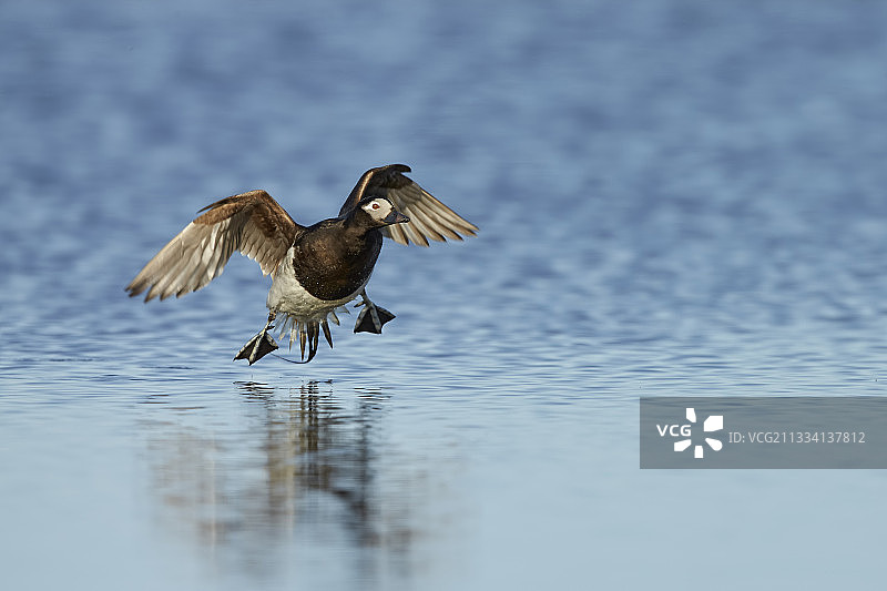 长尾鸭繁殖期雄鸟降落在北极池塘-阿拉斯加图片素材