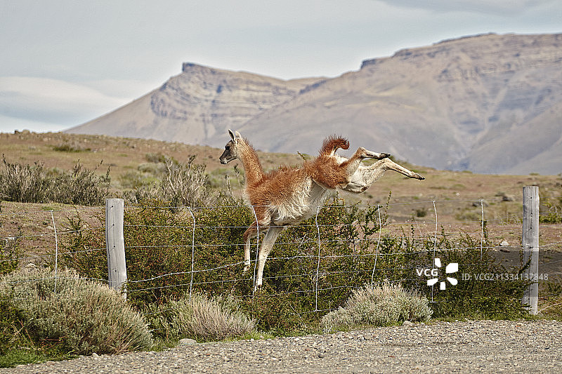 跳过栅栏的原驼-智利巴塔哥尼亚图片素材