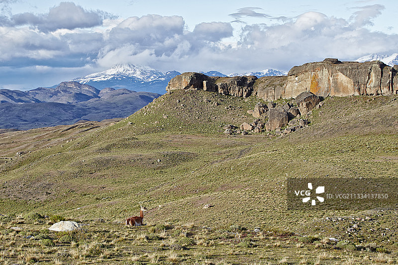 智利百内国家公园的羊驼图片素材