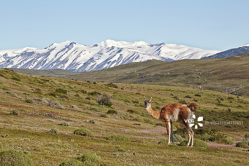 智利百内国家公园的羊驼图片素材