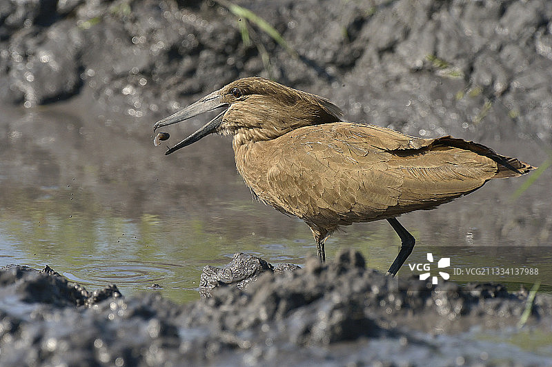 锤头鹳在岸边捕捉蝌蚪 - 博茨瓦纳图片素材