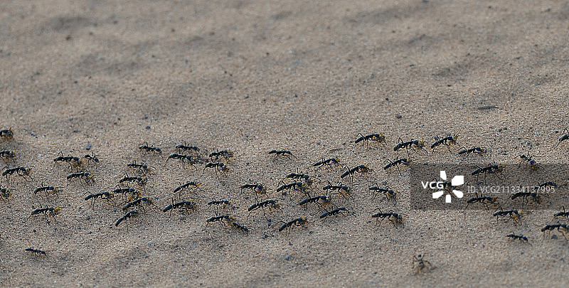 蚂蚁军团 - 博茨瓦纳乔贝国家公园图片素材