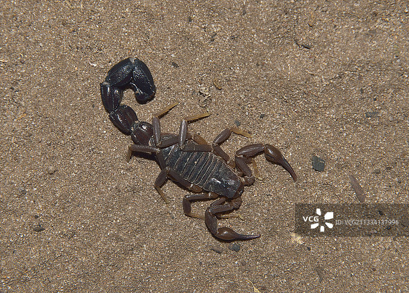 卡拉哈里博茨瓦纳沙地上粗尾蝎图片素材