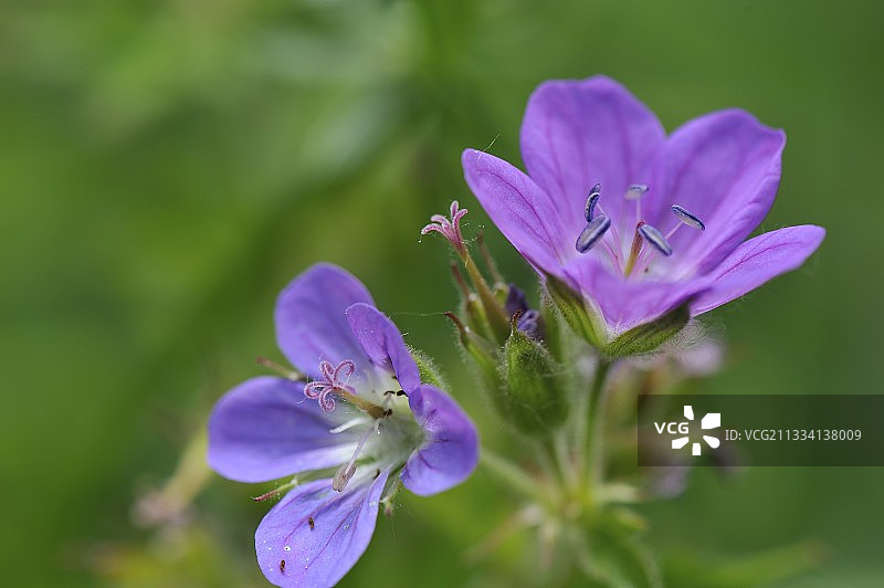 木鹤蕉花 - 法国博日图片素材