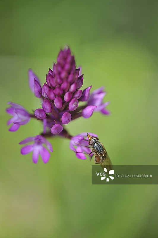 蝇停留在法国比热山地的金字塔兰花上图片素材