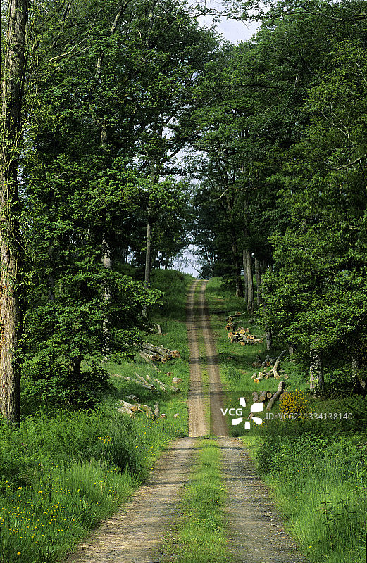 法国利穆赞特龙赛森林小路图片素材